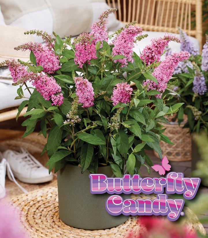 Buddleia davidii Butterfly Candy® Li'l Taffy™