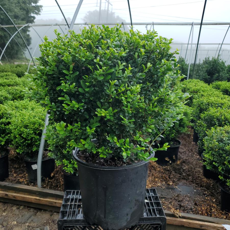 Ilex crenata Winterscape Chilly Willy