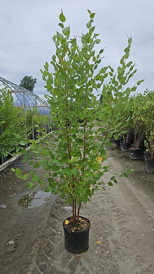 Betula nigra 'Heritage'