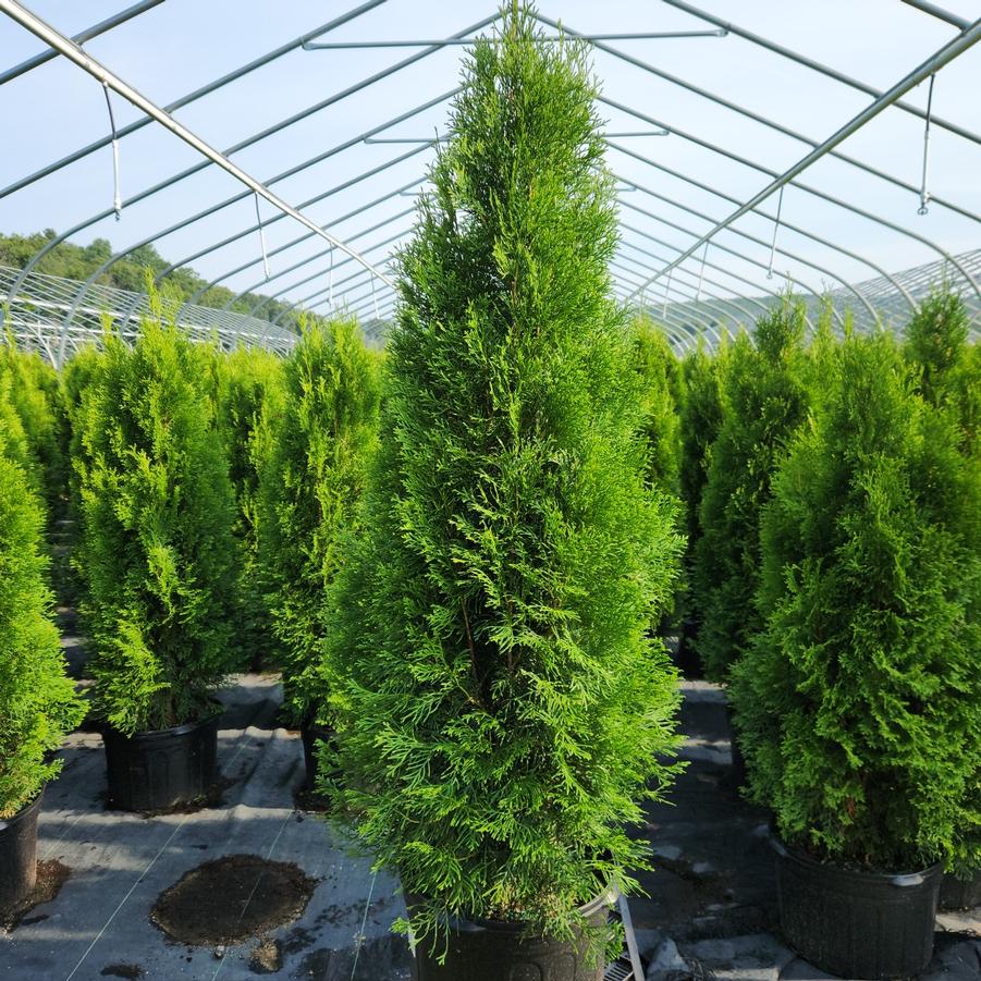 Thuja occidentalis 'Smaragd'