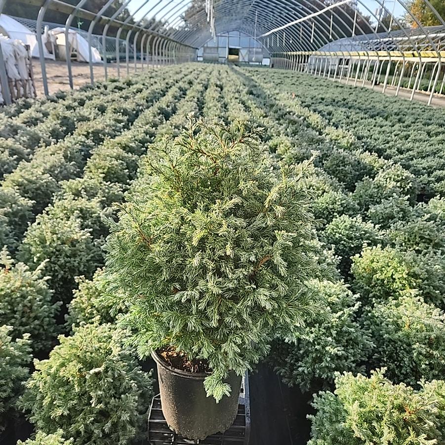 Chamaecyparis pisifera 'True Blue'