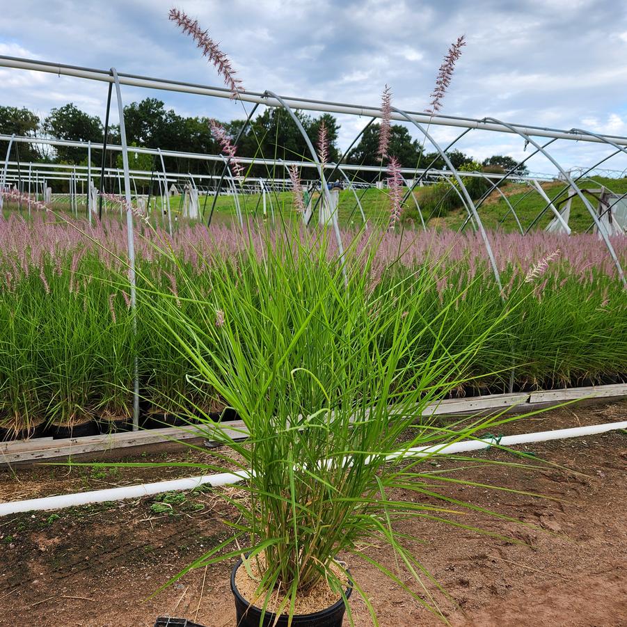 Pennisetum orientale Karley Rose