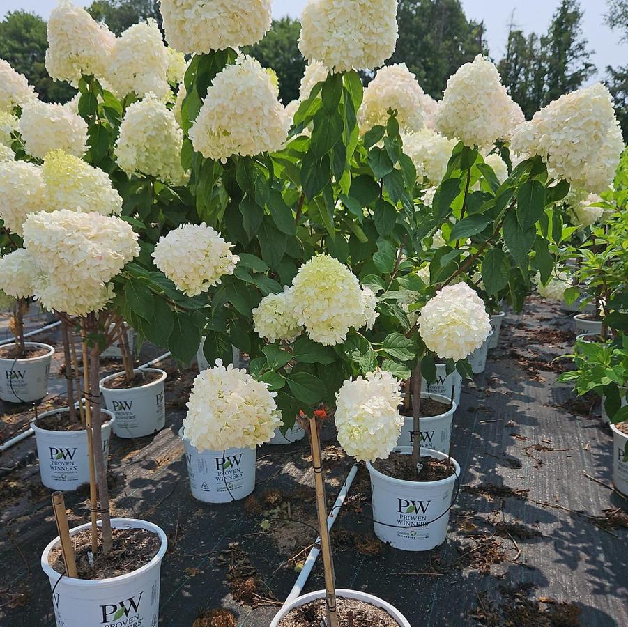 Hydrangea pan. 'Limelight'