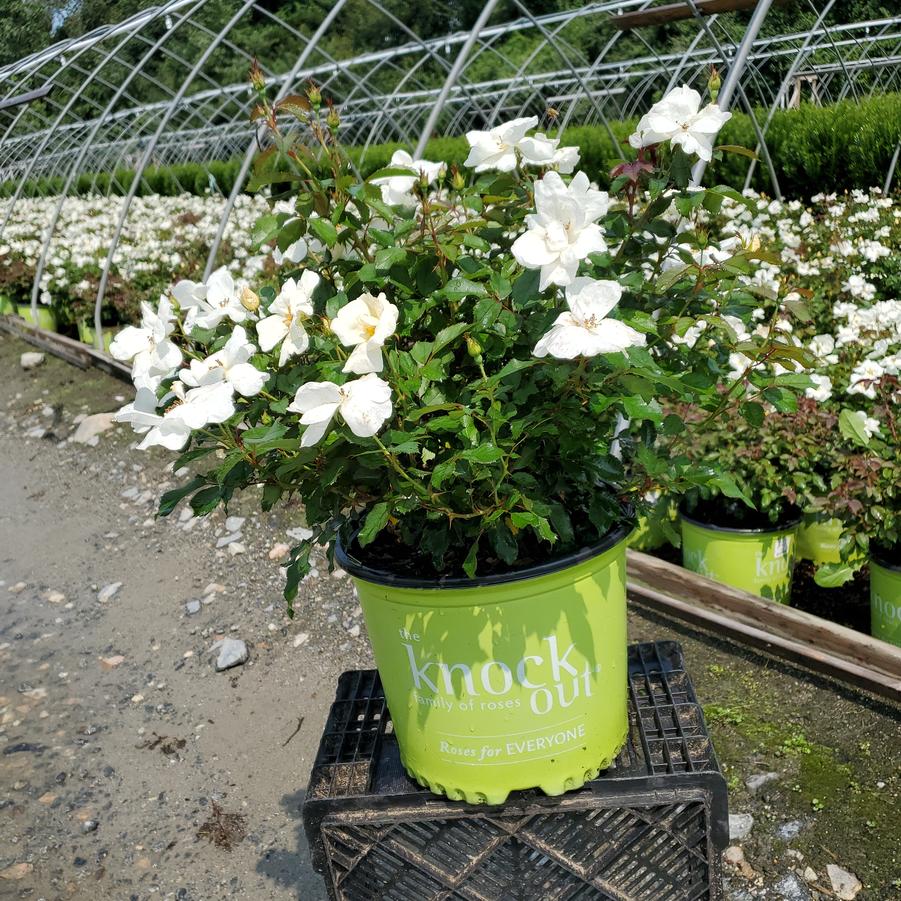 Rosa White Knock Out®