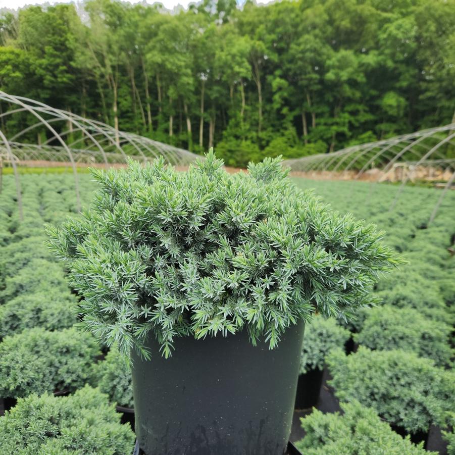 Juniperus squamata 'Blue Star'