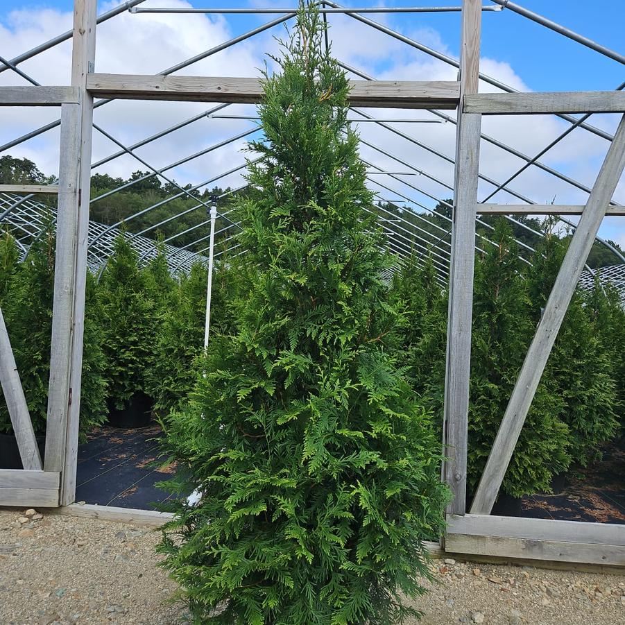 Thuja X 'Green Giant'