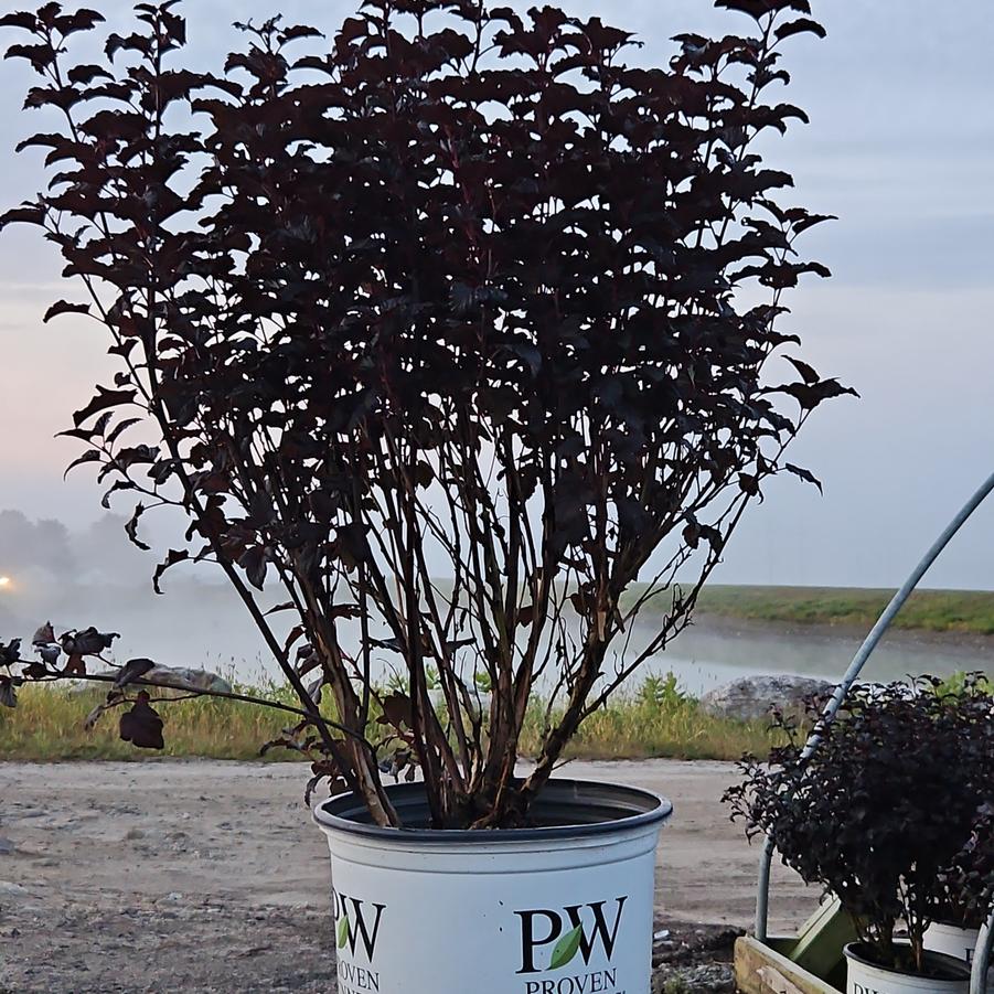 Physocarpus opulifolius Summer Wine® Black