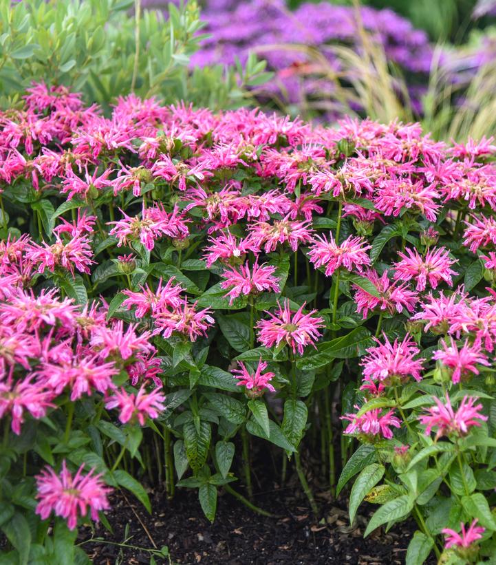 Monarda hybrid 'Leading Lady Pink'