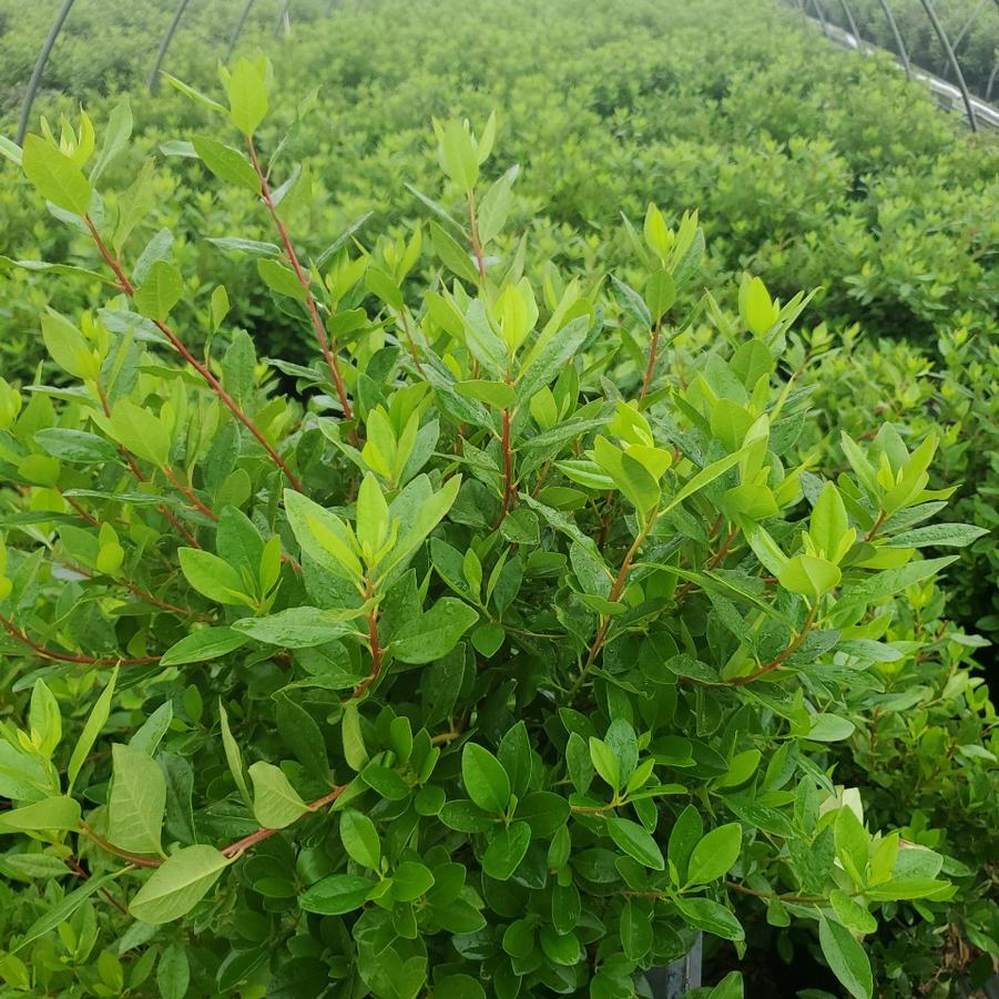 Rhododendron Olga Mezitt