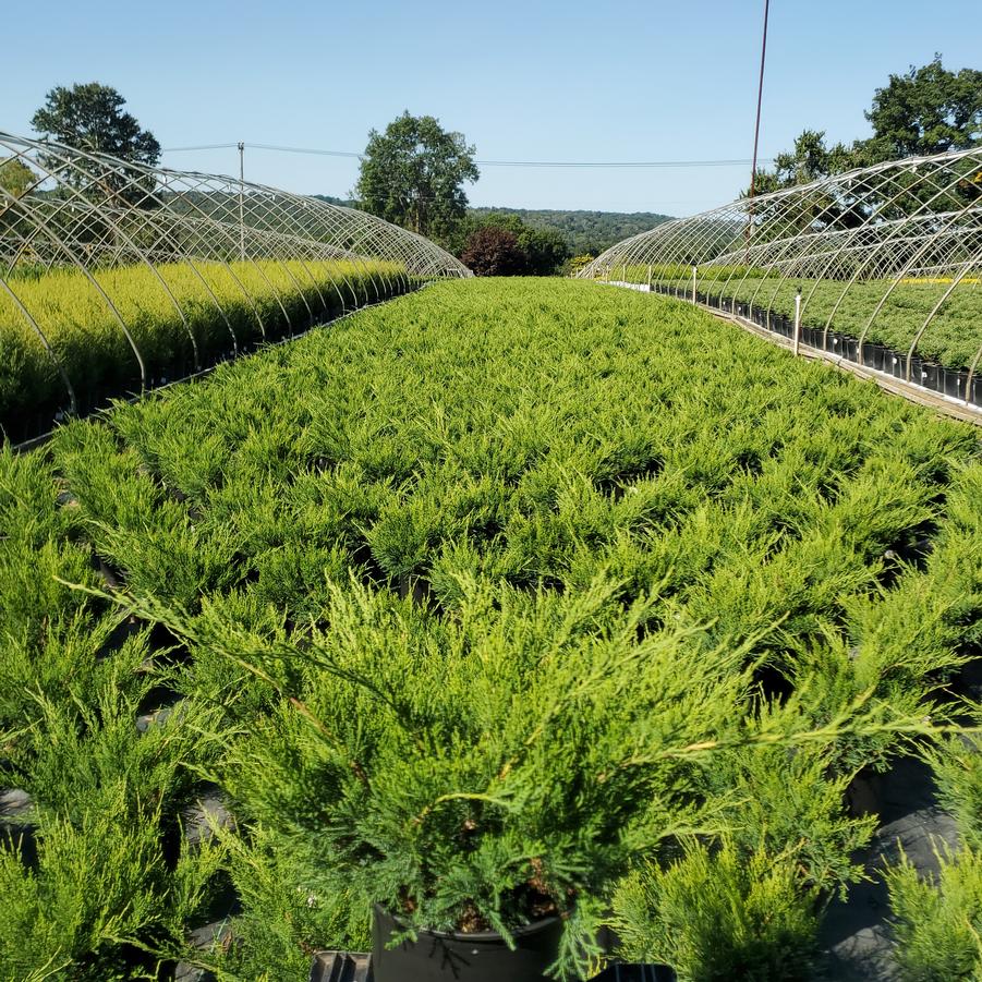 Juniperus chinensis Sea Green