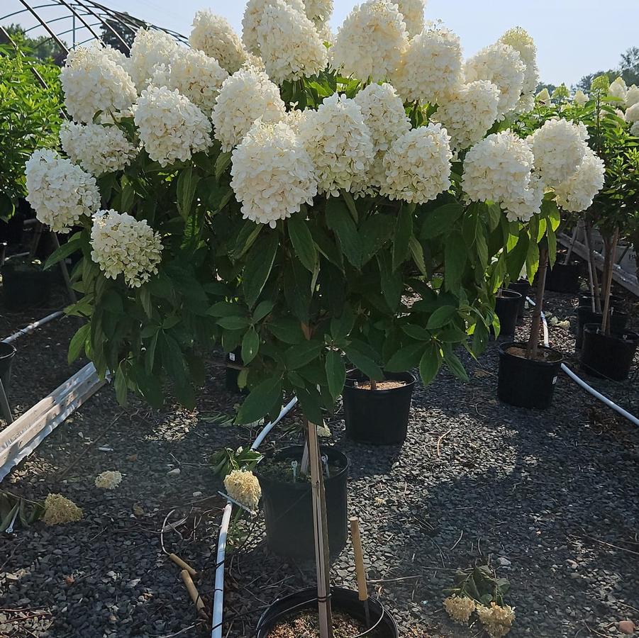 Hydrangea pan. Sweet Summer