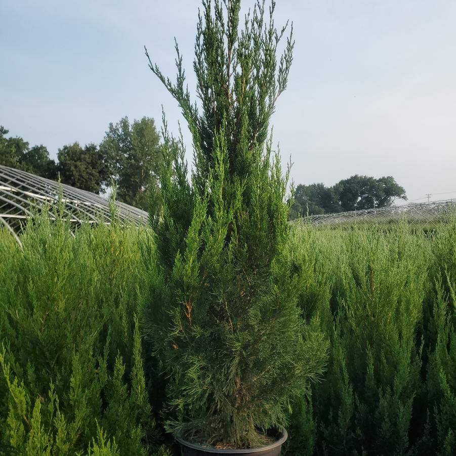 Juniperus chinensis 'Spartan'