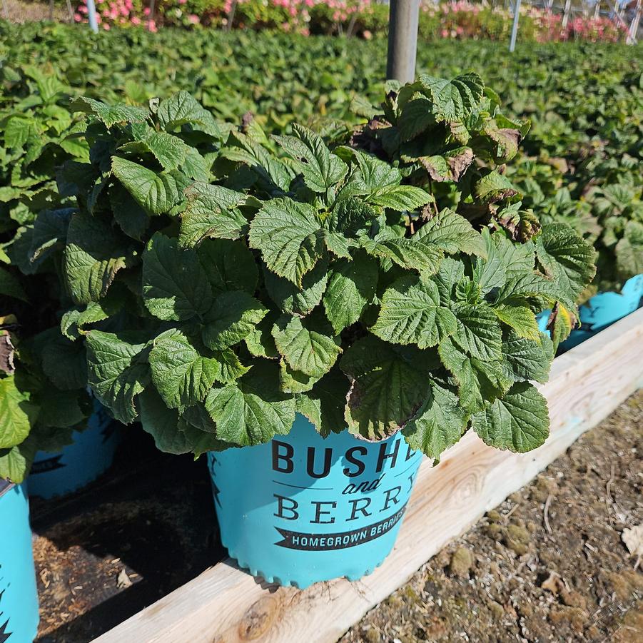 Rubus idaeus Bushel and Berry® Raspberry Shortcake®