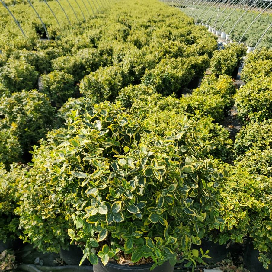 Euonymus f. 'Emerald 'n' Gold'