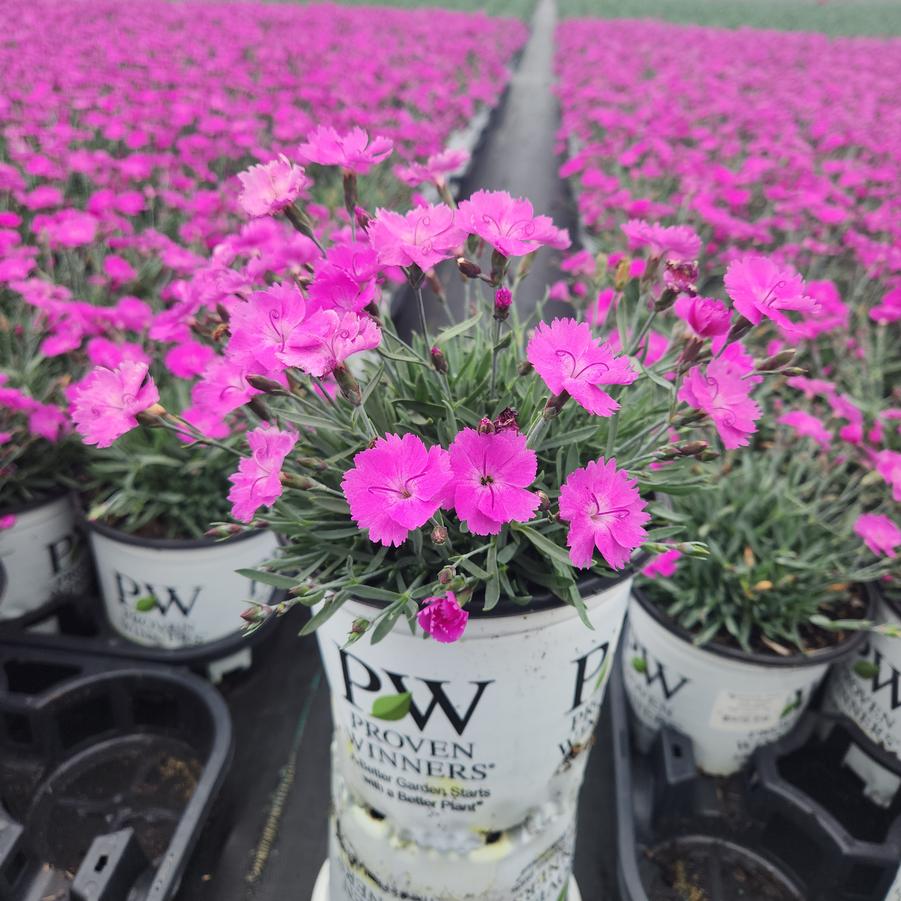 Dianthus hybrid Paint the Town Fuchsia