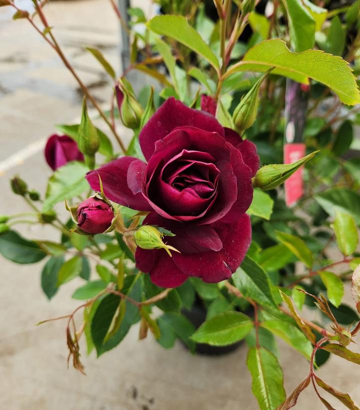 Rosa Burgundy Iceberg