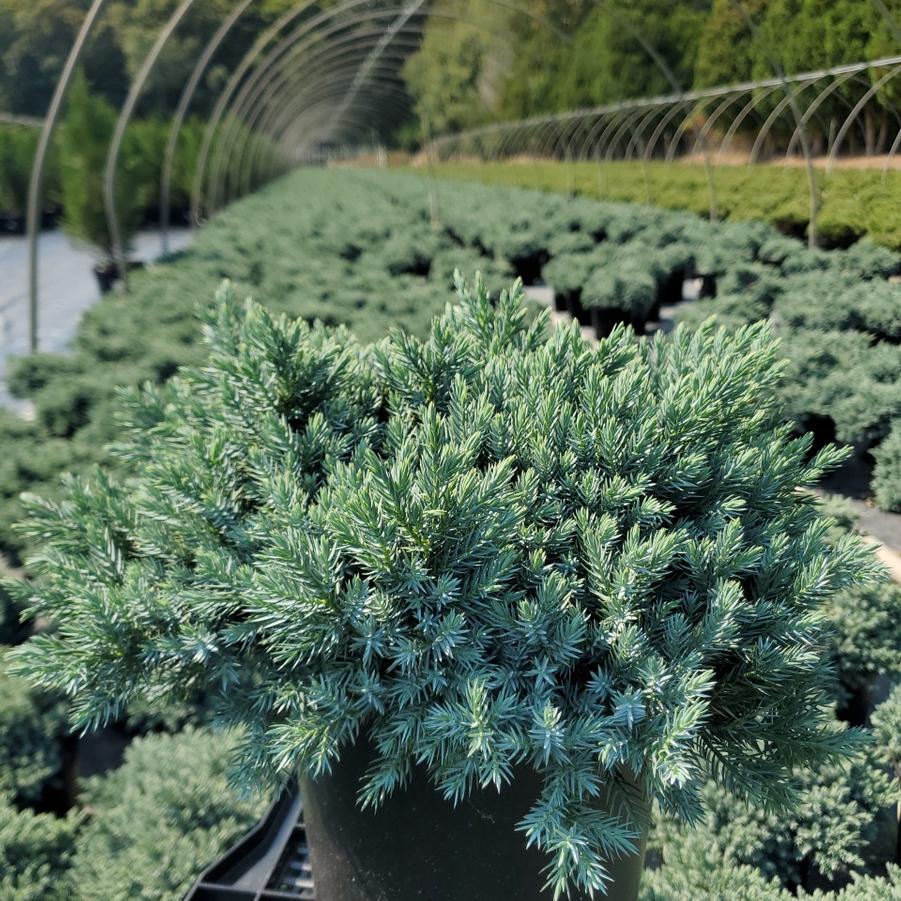 Juniperus squamata 'Blue Star'