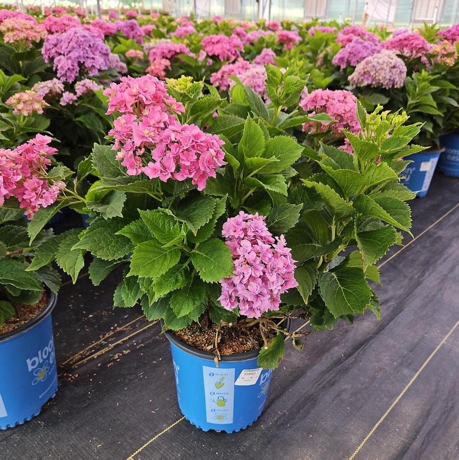 Hydrangea mac. Starfield™