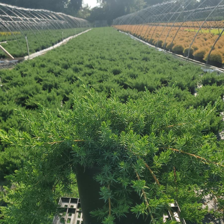 Juniperus conferta Blue Pacific