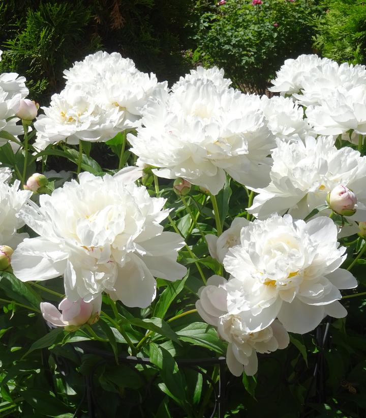 Paeonia lactiflora 'Gardenia'