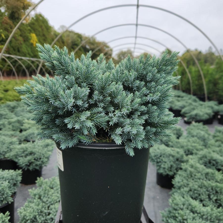 Juniperus squamata 'Blue Star'