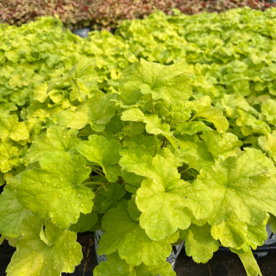 Heuchera Primo® Pistachio Ambrosia