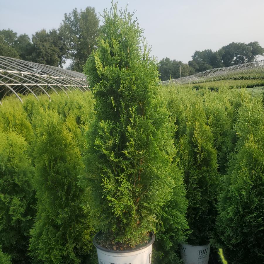 Thuja occidentalis North Pole®