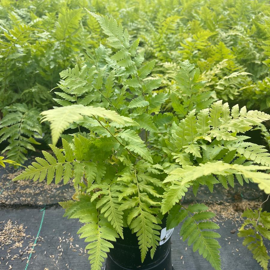 Dryopteris x australis - Dixie Wood