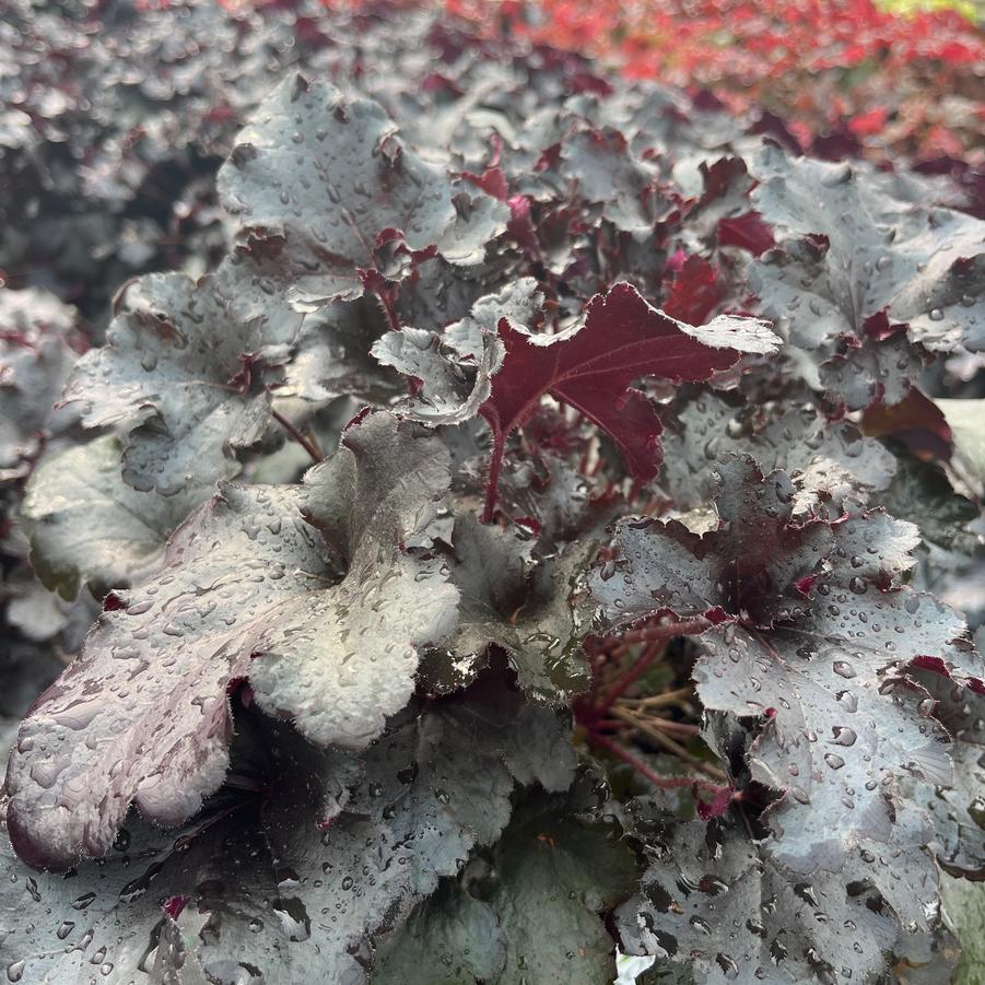 Heuchera hybrid Primo® Black Pearl