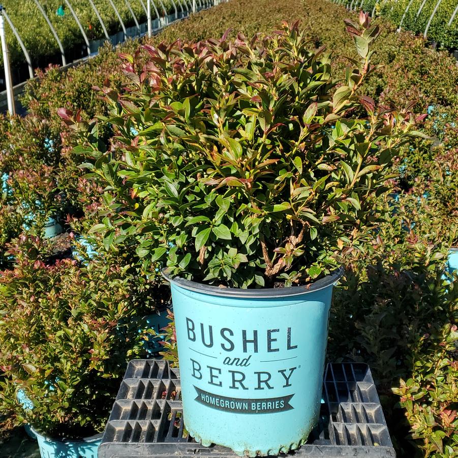 Vaccinium corymbosum hybrid Bushel and Berry® Jelly Bean®