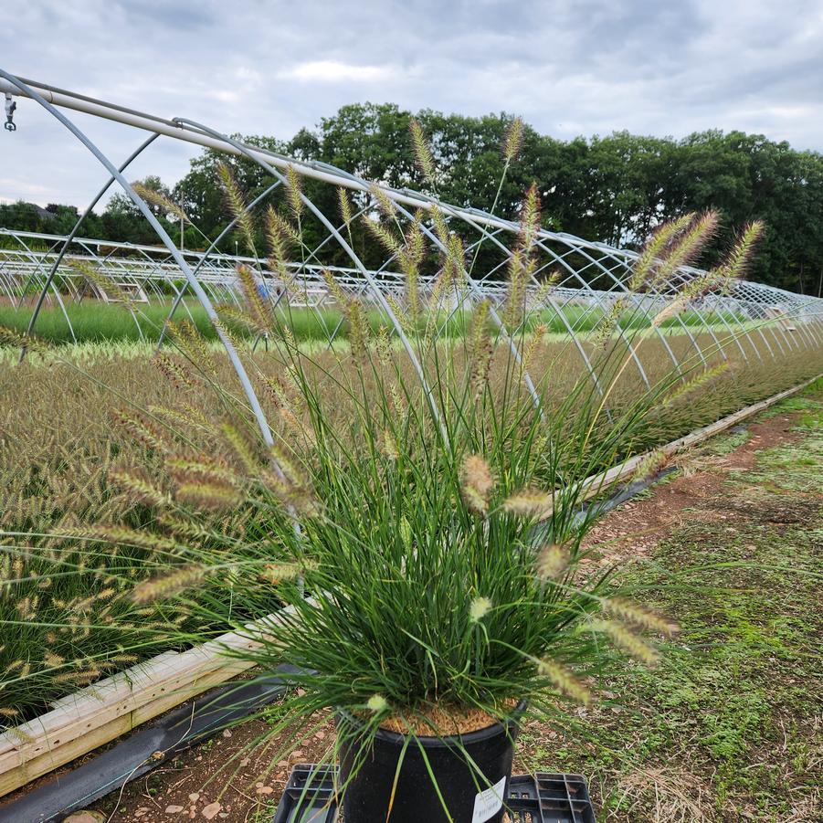 Pennisetum alopecuroides Hameln