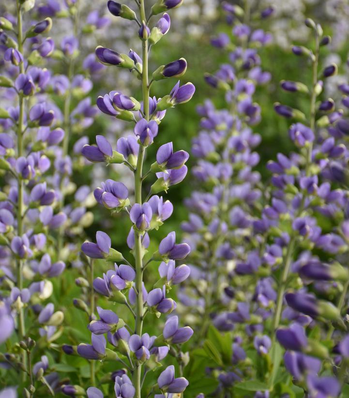 Baptisia hybrid Decadence® Deluxe 'Blue Bubbly'