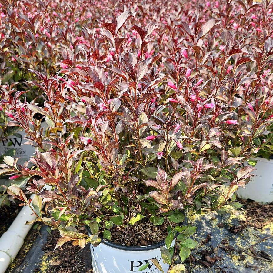 Weigela florida Wine & Roses®