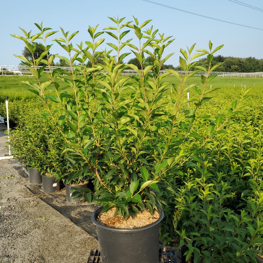 Forsythia X intermedia 'Lynwood Gold'