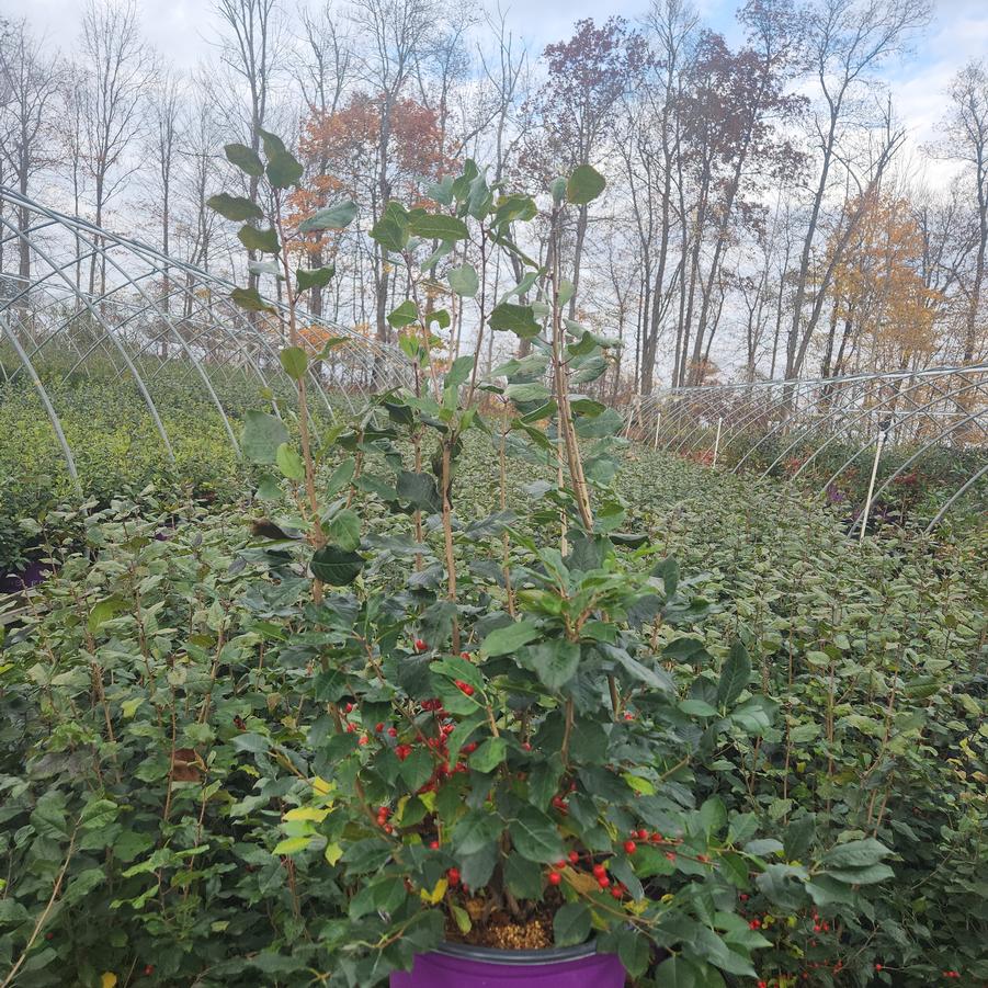 Ilex verticillata Wildfire™