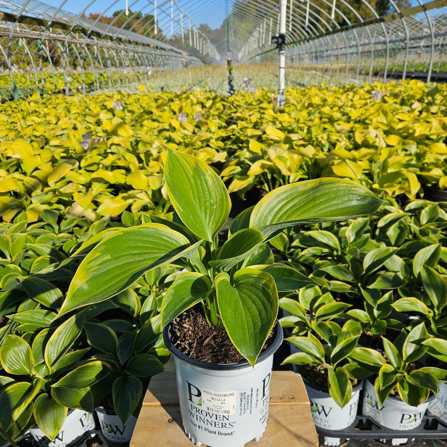 Hosta hybrid Shadowland® Wu-La-La