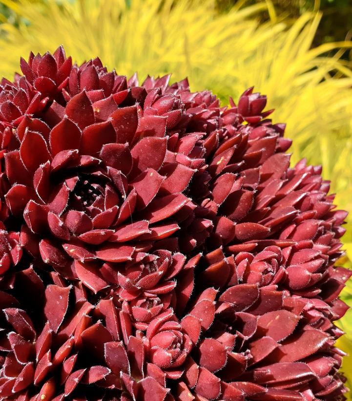 Sempervivum 'Coral Red'