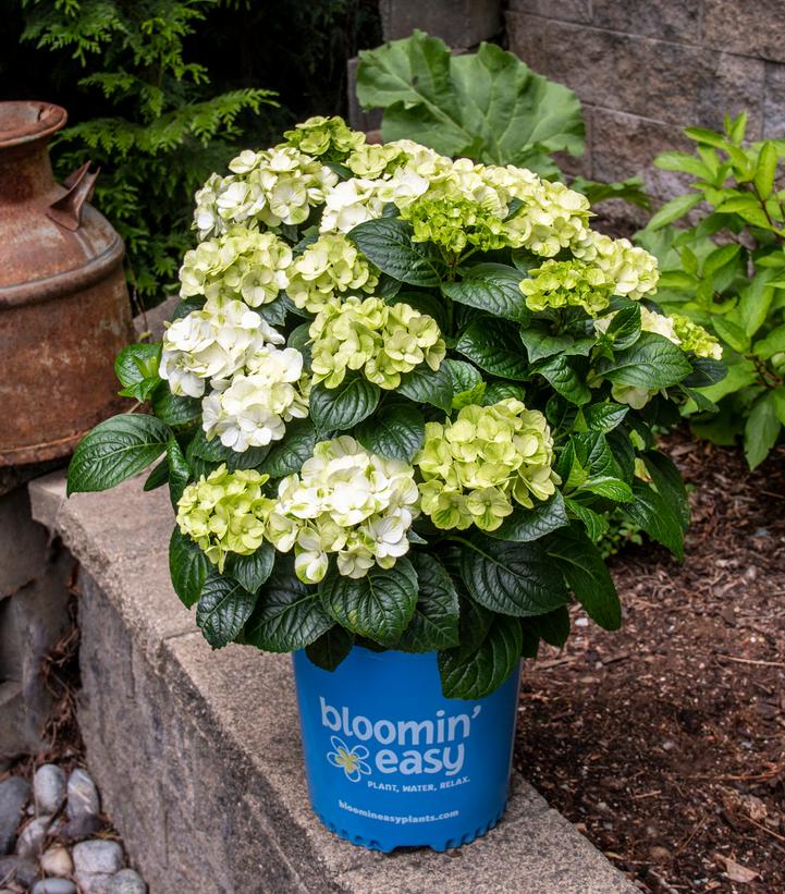 Hydrangea mac. Grin and Tonic™