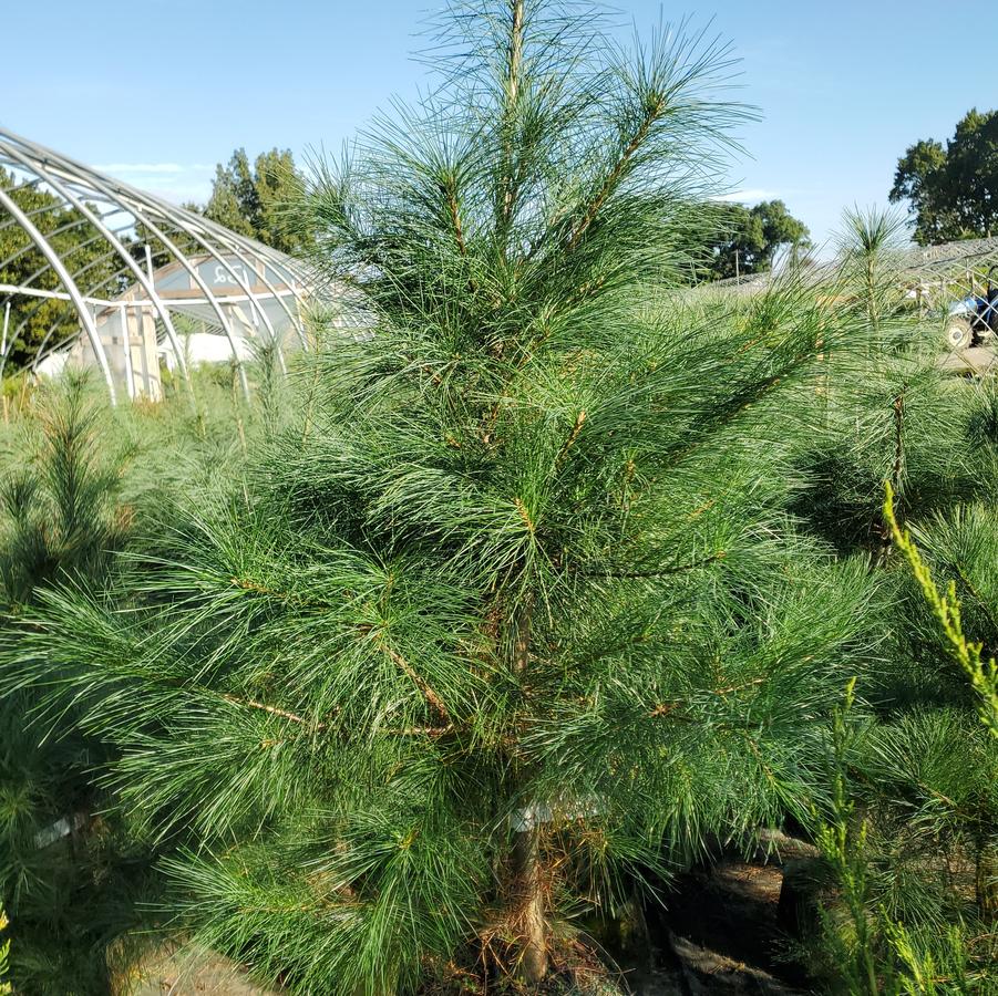 Pinus strobus 