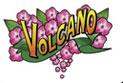 Volcano Phlox