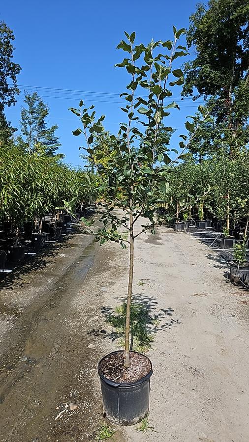 Malus X Honeycrisp