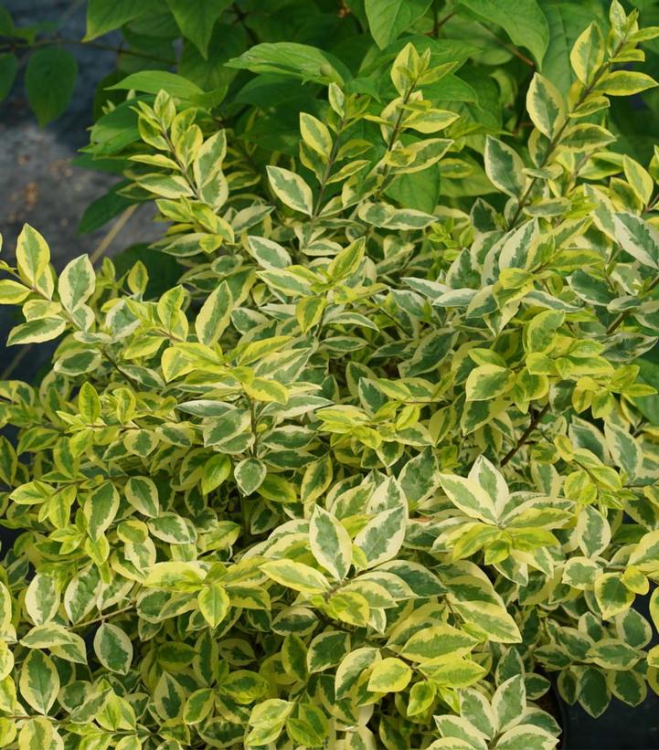 Ligustrum ovalifolium Good Vibrations®