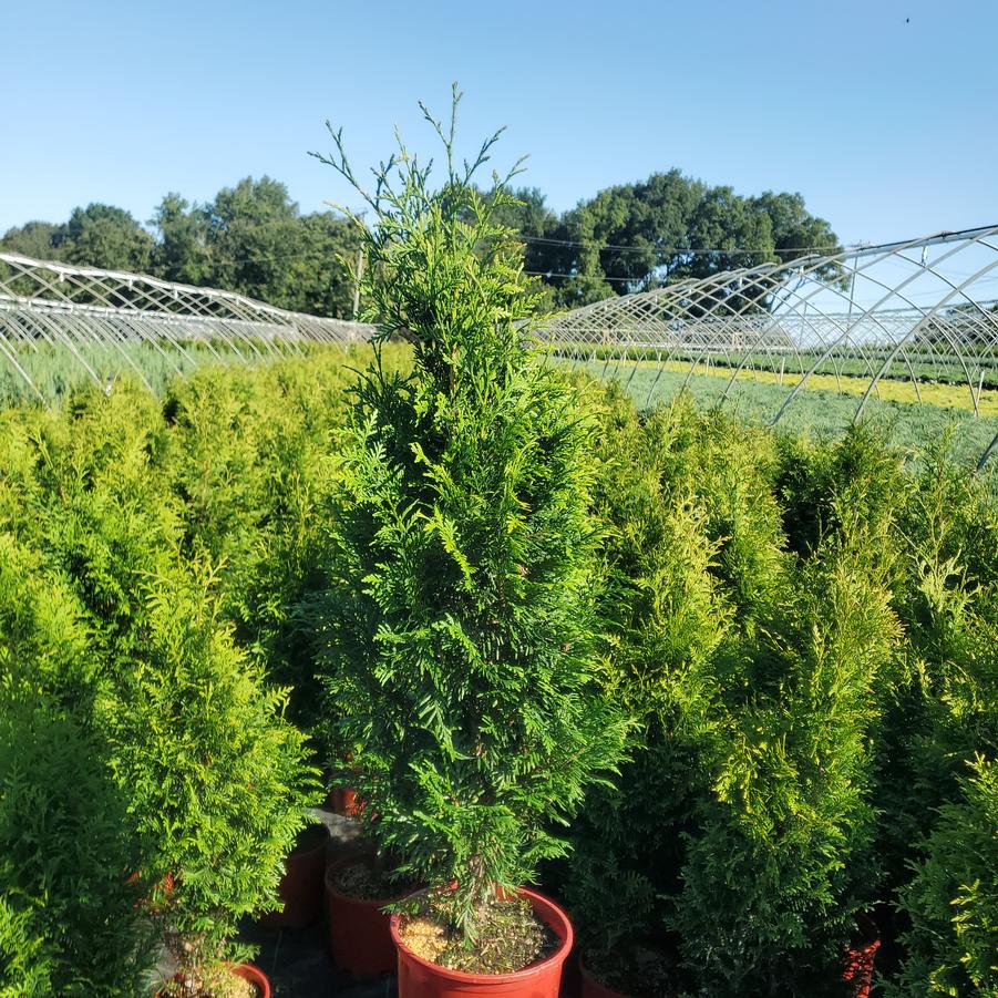 Thuja x plicata 'Junior Giant'