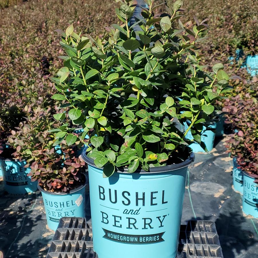 Vaccinium corymbosum hybrid Bushel and Berry® Peach Sorbet®