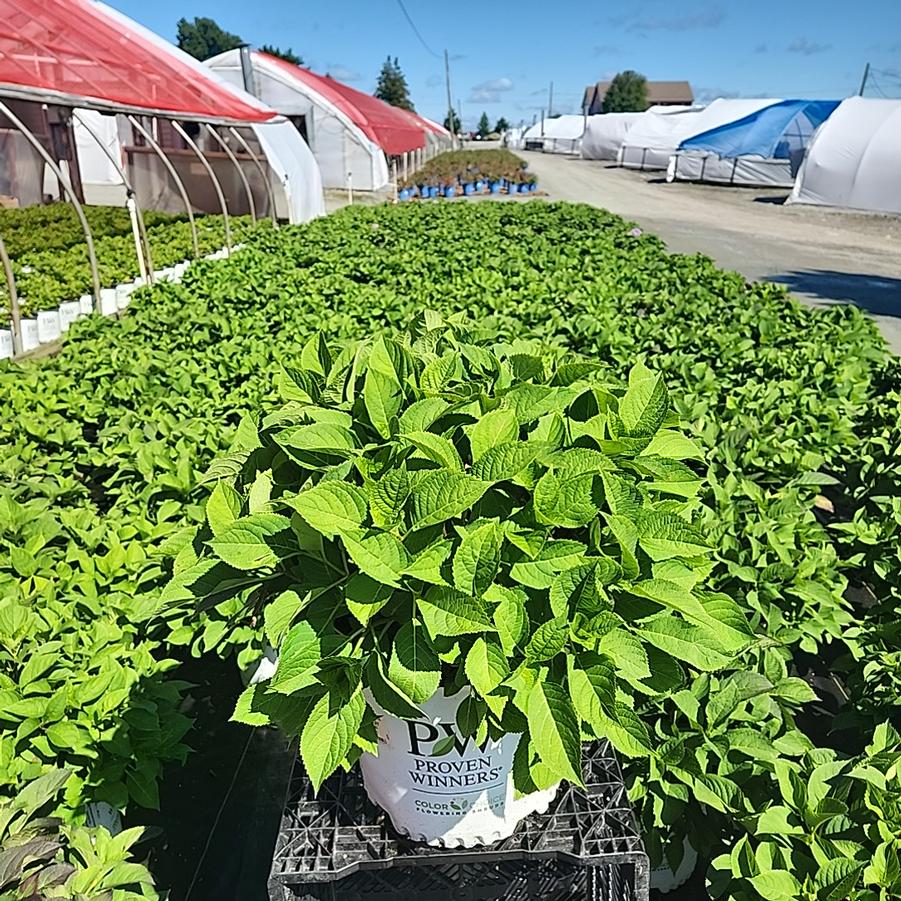 Hydrangea serrata Tuff Stuff™