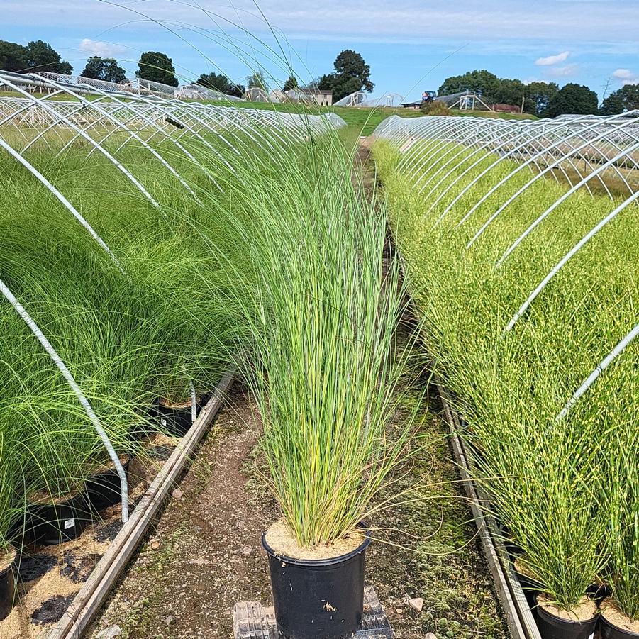 Miscanthus sinensis 'Gracillimus'