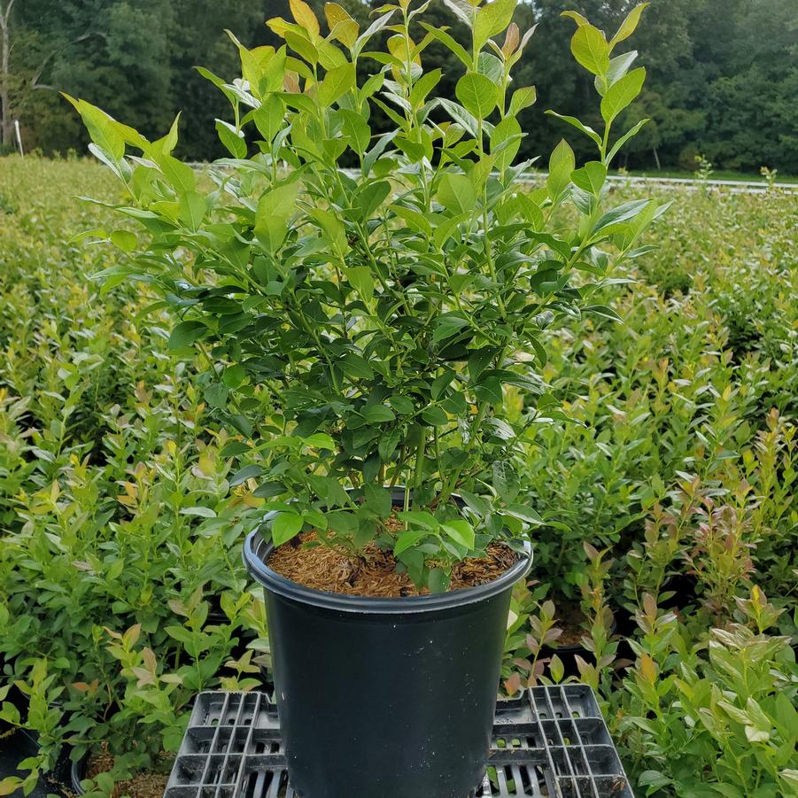 Vaccinium corymbosum 'Bluecrop'