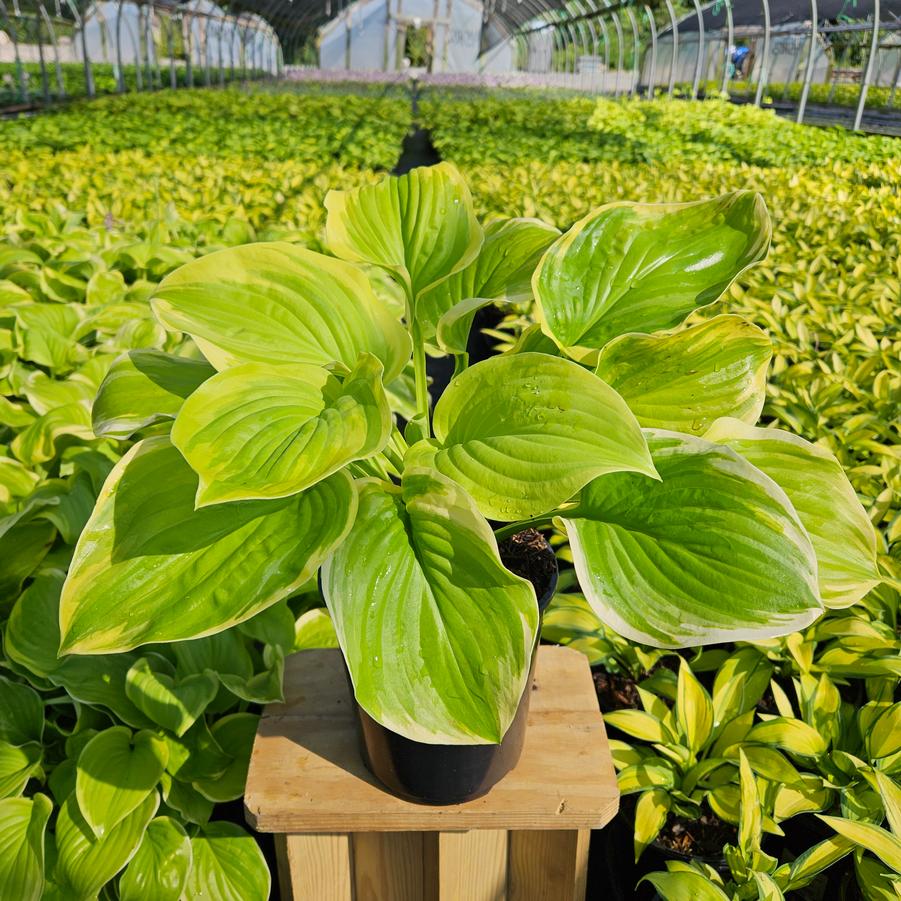 Hosta Fragrant Bouquet