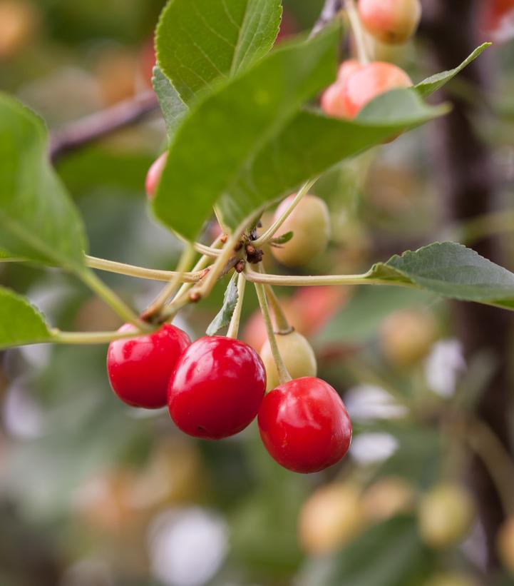 Prunus Sweet Cherry Pie™