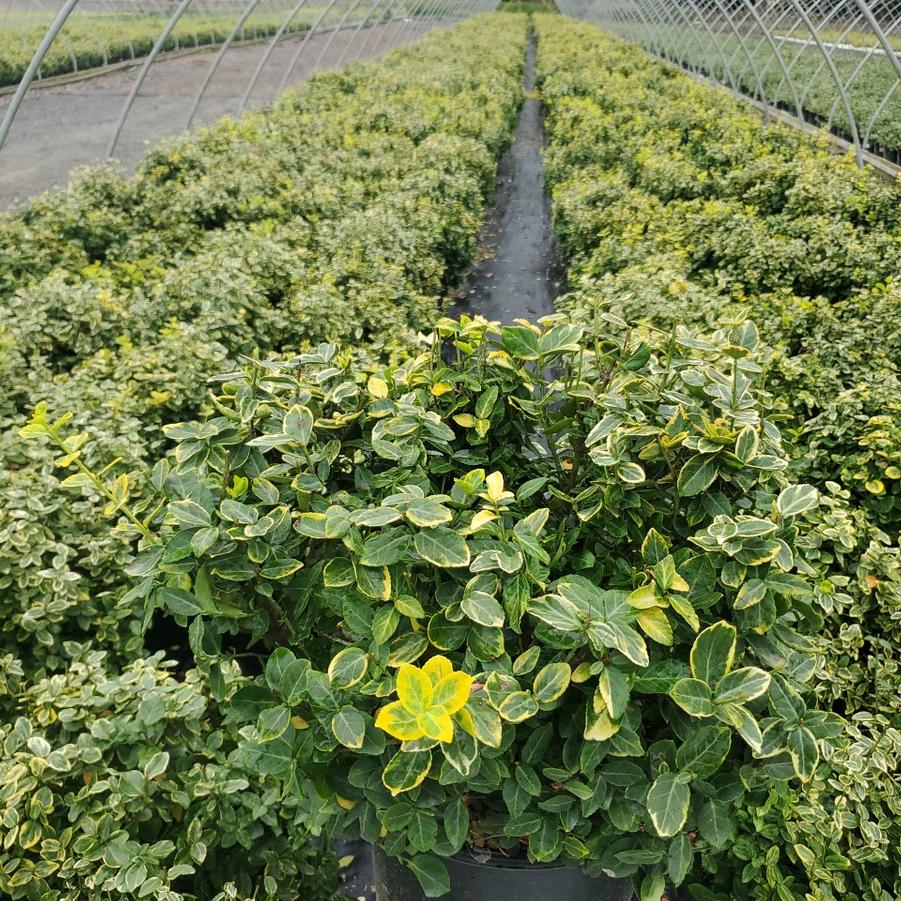 Euonymus f. 'Emerald 'n' Gold'